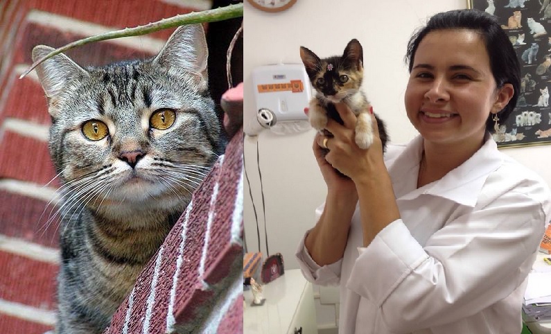 dia do gato