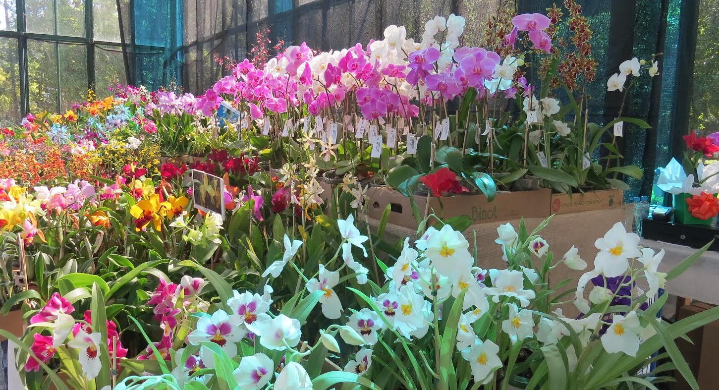 orquídeas e bromélias