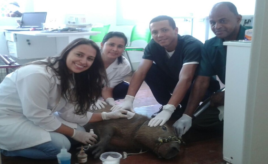 capivara