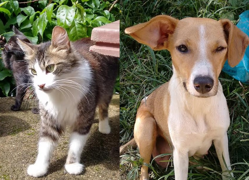 cão e gato