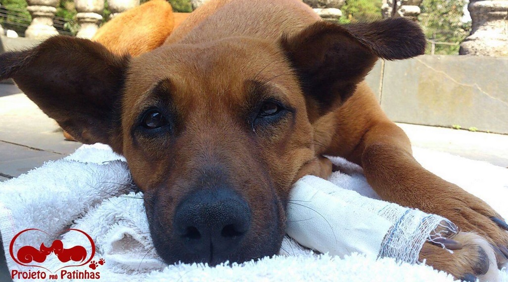 cachorro