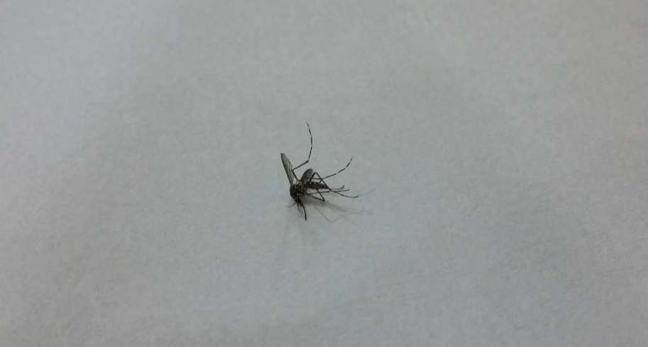 aedes aegypti