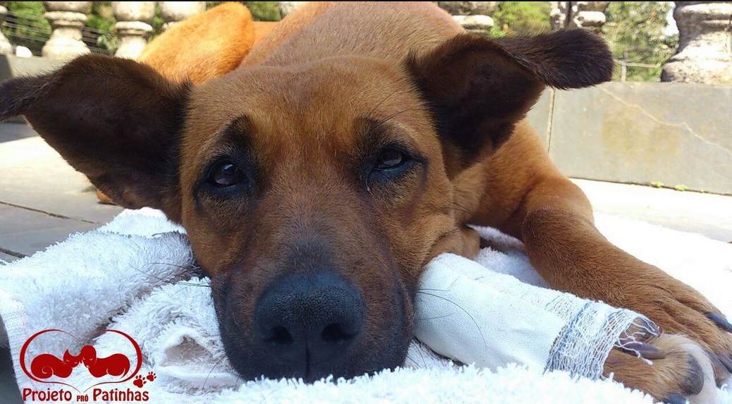 cachorro