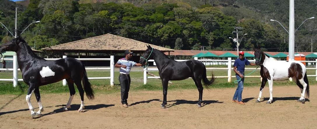 cavalo mangalarga