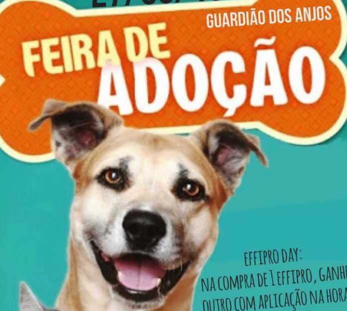 feira de adoção
