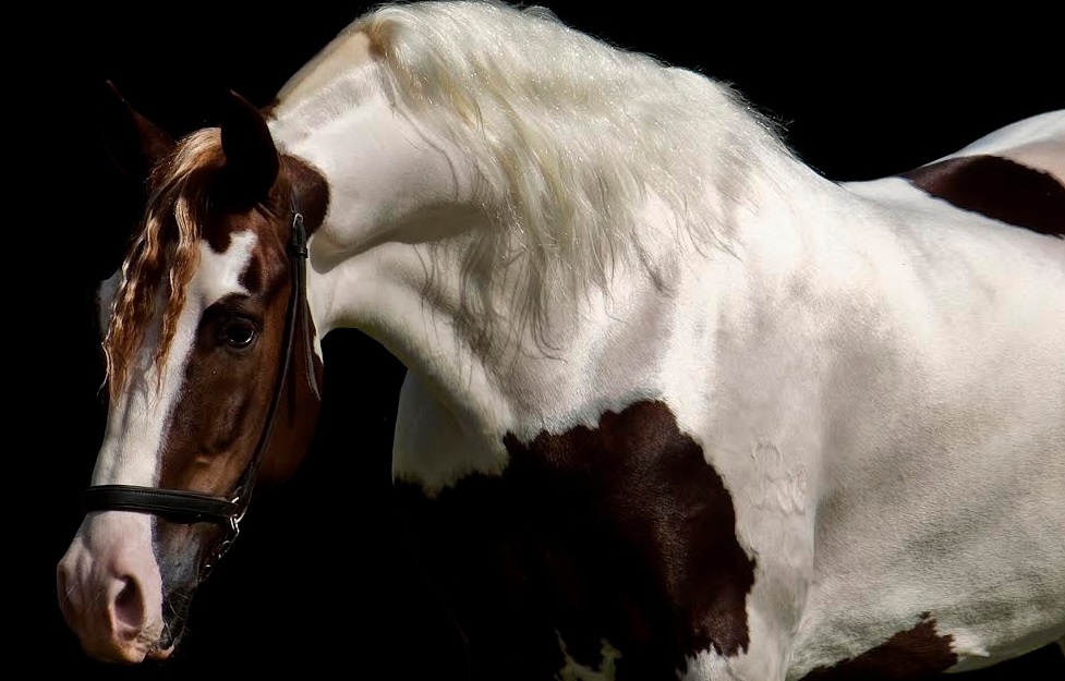 cavalo pampa