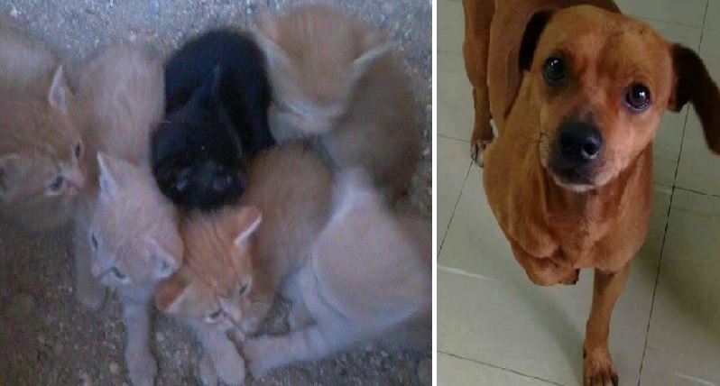 cão e gato