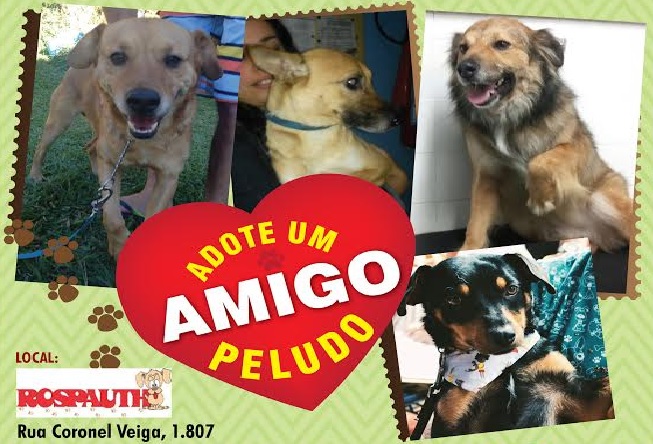feira de adoção