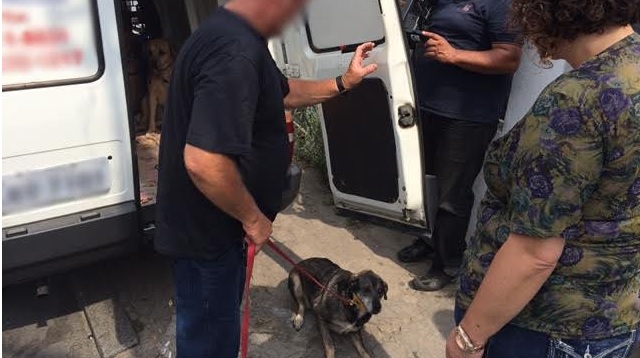 cão
