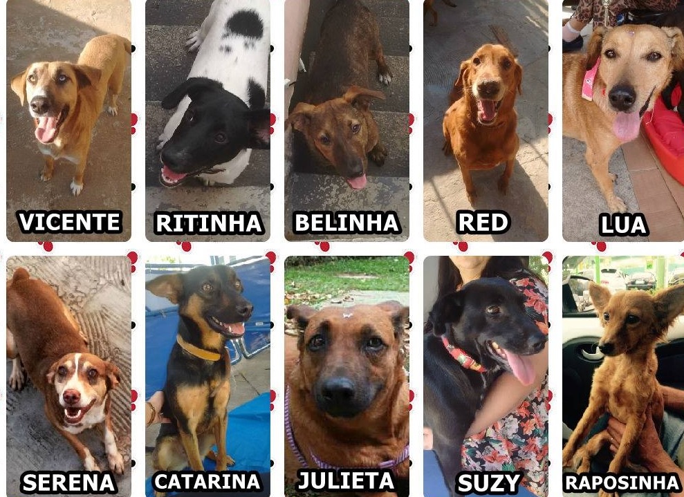 cães