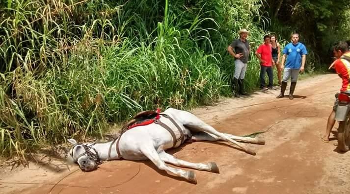 cavalo