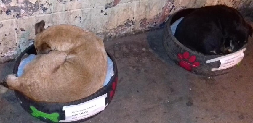 caminhas para cachorros de rua