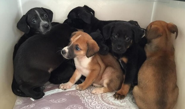 cães adoção