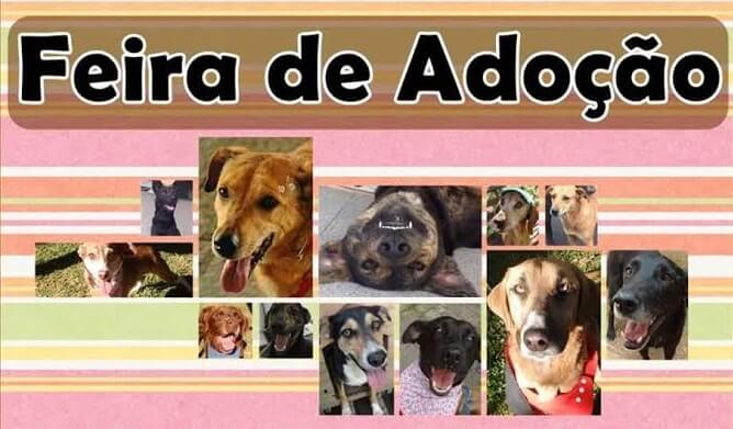 feira de adoção
