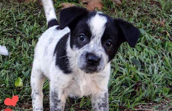 cachorro