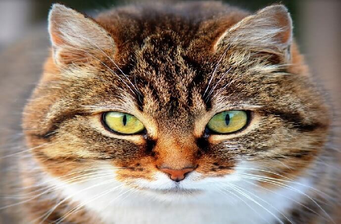 gato
