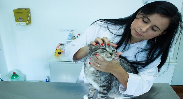 veterinaria