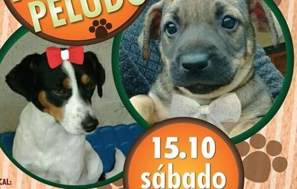 feira-de-adocao