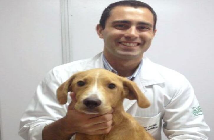 alergia-em-caes