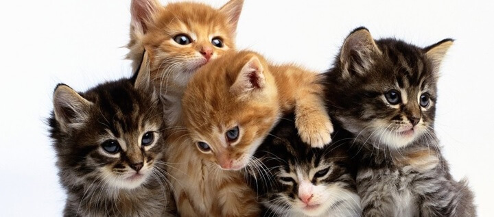 gatos
