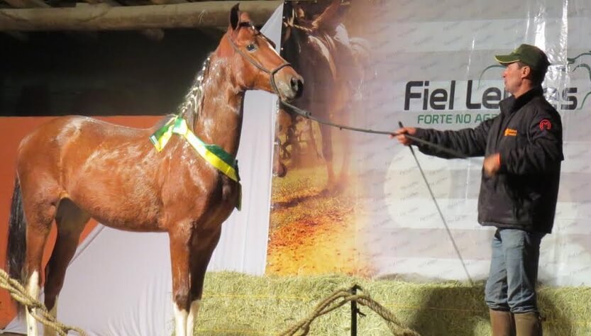 cavalo
