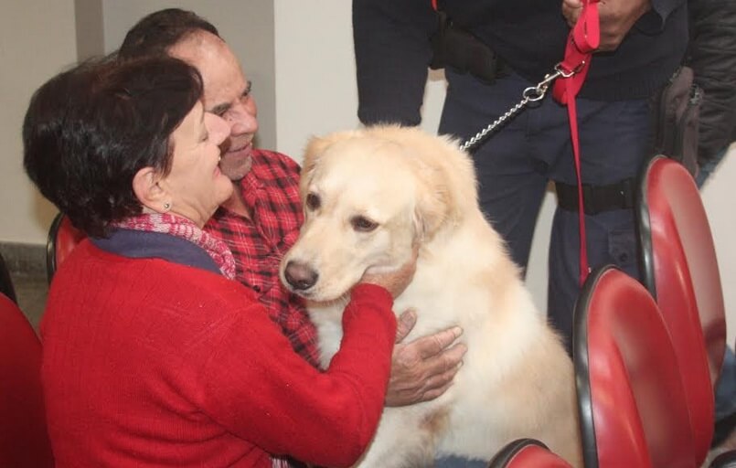 cachorro cto