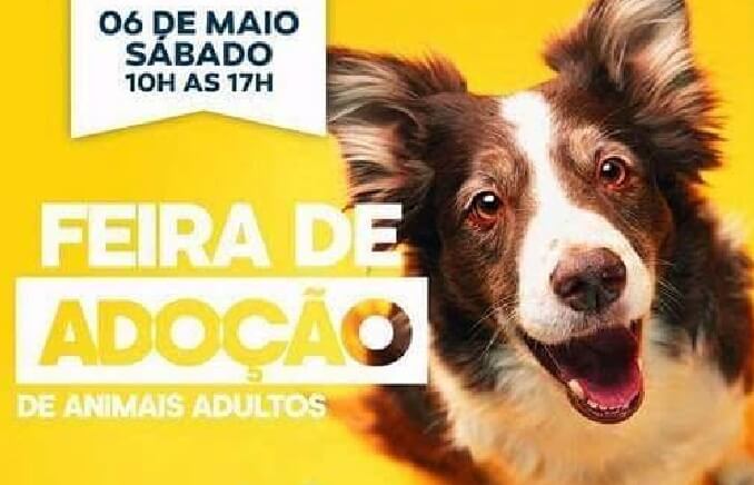 feira de adoção