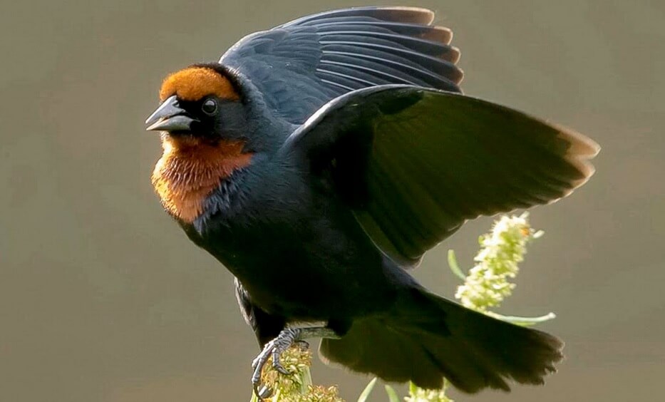 aves nogueira
