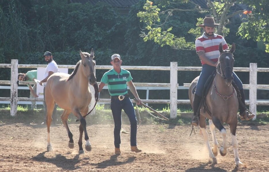 cavalos
